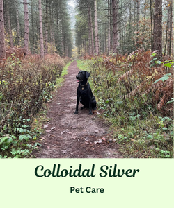 colloidal silver pet care for dogs, cats, horses